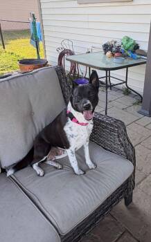 Australian Cattle Dog Blue Heeler Dogs Available for Adoption in Houston, Texas - Charlee | PetCurious