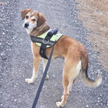 Mixed Breed and Hound Dogs Available for Adoption in Williston, Florida - Violet | PetCurious