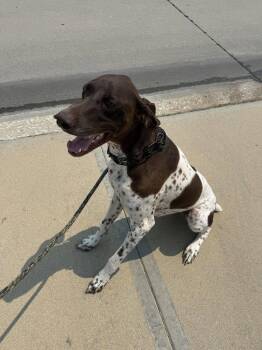 Kimber - Coming Soon! -  German Shorthaired Pointer Dog for Adoption in Omaha, Nebraska - Kimber - Coming Soon! | PetCurious