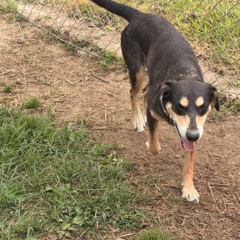 Honey -  Australian Shepherd Dog for Adoption in Salem, Ohio - Honey | PetCurious