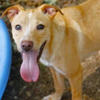 Maria -  Labrador Retriever and Mixed Breed Dog for Adoption in Hopkinton, Massachusetts - Maria | PetCurious