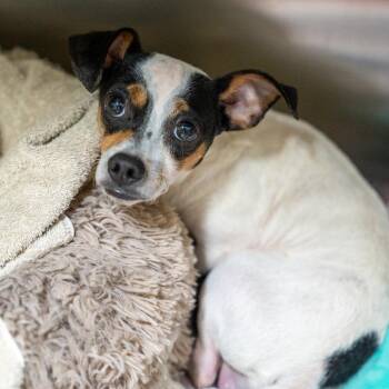 Terrier and Mixed Breed Dogs Available for Adoption in Gainesville, Georgia - Brian | PetCurious