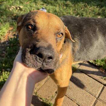 Shepherd and Mixed Breed Dogs Available for Adoption - Eeyore | PetCurious