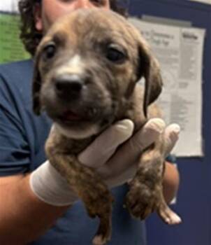 Batman - URGENT -  Pit Bull Terrier Dog for Adoption in Thousand Oaks, California - Batman - URGENT | PetCurious