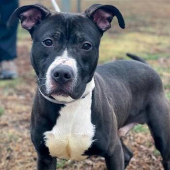 Glenn -  Pit Bull Terrier Dog for Adoption in Des Moines, Iowa - Glenn | PetCurious