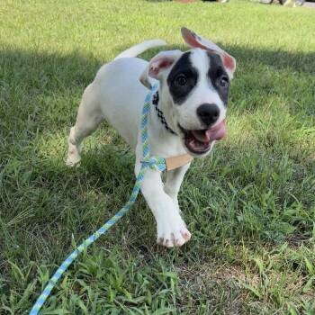 Wilson (In Foster) -  Husky and Pit Bull Terrier Dog for Adoption in Newark, New Jersey - Wilson (In Foster) | PetCurious