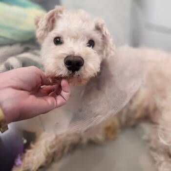 Winston -  Maltese Dog for Adoption in Austin, Texas - Winston | PetCurious