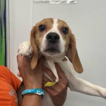 Pepper Potts 7946 -  Beagle Dog for Adoption in Loxahatchee Groves, Florida - Pepper Potts 7946 | PetCurious