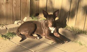 ELLIOT -  Hound and Beagle Dog for Adoption in Byhalia, Mississippi - ELLIOT | PetCurious