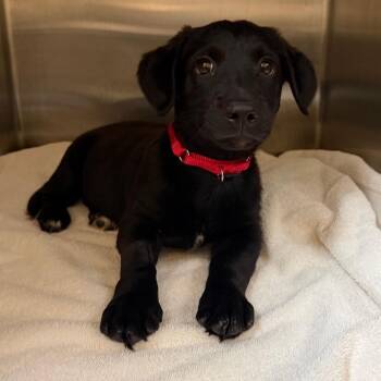 McGregor -  Mixed Breed Dog for Adoption in Palm Springs, California - McGregor | PetCurious