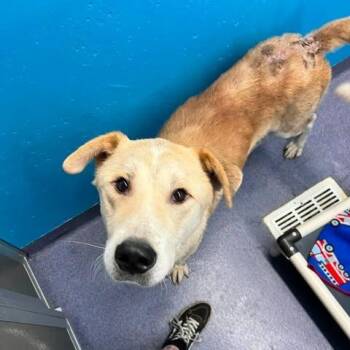 Saybo -  Mixed Breed Dog for Adoption in Edwardsville, Illinois - Saybo | PetCurious