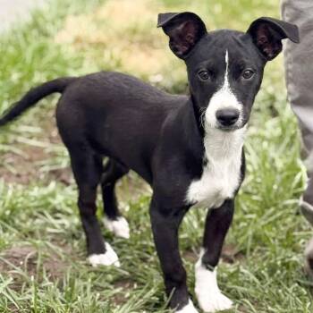 Chihuahua and Terrier Dogs Available for Adoption in Albany, New York - Bobby | PetCurious