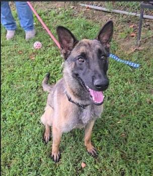 Maeve located in Illinois -  Belgian Shepherd Malinois Dog for Adoption in Imlay City, Michigan - Maeve Located In Illinois | PetCurious