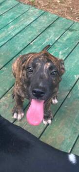 Merlin -  Mixed Breed Dog for Adoption in Taycheedah, Wisconsin - Merlin | PetCurious