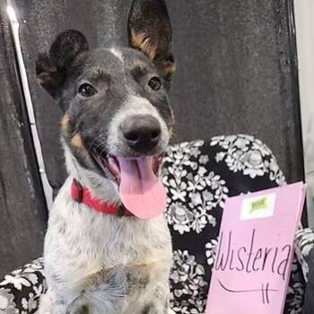 Rescue Australian Cattle Dog Blue Heeler Dogs for Adoption in Racine, Wisconsin - Wisteria | PetCurious