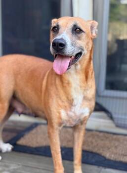 Kitty -  Shepherd Dog for Adoption in Little Rock, Arkansas - Kitty | PetCurious