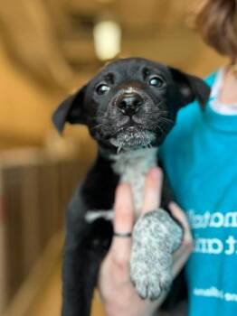 Chimmy -  Mixed Breed Dog for Adoption in Munster, Indiana - Chimmy | PetCurious