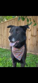 Ramen Noodle -  Chow Chow Dog for Adoption in Houston, Texas - Ramen Noodle | PetCurious