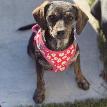 Ms. Sweetie Pie Whisper (Deaf) -  Dachshund and Chihuahua Dog for Adoption in Ridgefield, Washington - Ms. Sweetie Pie Whisper (Deaf) | PetCurious