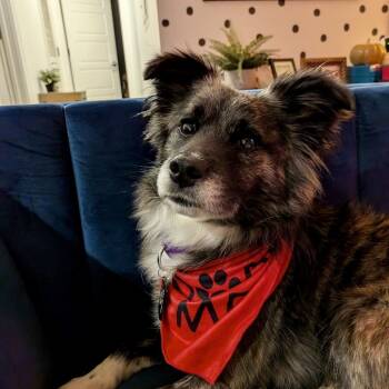 Rescue Border Collie and Mixed Breed Dogs for Adoption in Fairfax, Virginia - Rocket | PetCurious