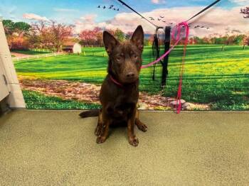 Australian Cattle Dog Blue Heeler and Mixed Breed Dogs Available for Adoption in Moreno Valley, California - BINDI | PetCurious