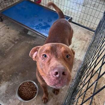 ROJO 26-06-025 -  Pit Bull Terrier and Shepherd Dog for Adoption in Bastrop, Texas - ROJO 26-06-025 | PetCurious