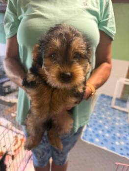 Nikko and Nino -  Yorkshire Terrier and West Highland White Terrier Westie Dog for Adoption in Union Beach, New Jersey - Nikko And Nino | PetCurious