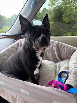 Kiah -  Boston Terrier Dog Available for Adoption in Jackson, Tennessee - Kiah | PetCurious