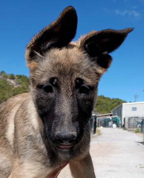 Mystery -  Dutch Shepherd and Belgian Shepherd Malinois Dog for Adoption in San Luis, Colorado - Mystery | PetCurious