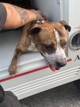 A659297 -  Staffordshire Bull Terrier Dog for Adoption in Houston, Texas - A659297 | PetCurious