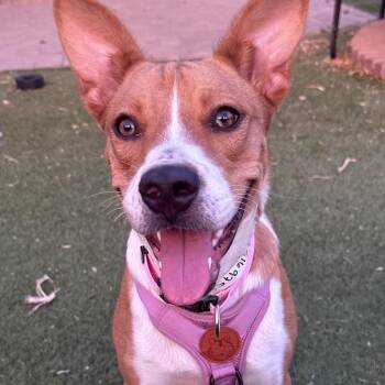 Rolly -  Cattle Dog and Mixed Breed Dog for Adoption in Phoenix, Arizona - Rolly | PetCurious