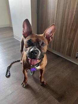 Batman -  Mixed Breed Dog for Adoption in Honolulu, Hawaii - Batman | PetCurious