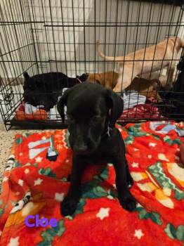Labrador Retriever Dogs Available for Adoption in Huntington, New York - Cloe | PetCurious