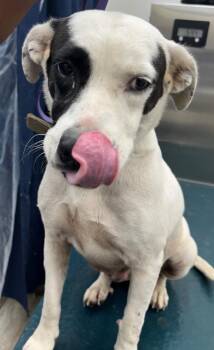 Rescue Labrador Retriever and Mixed Breed Dogs for Adoption in Mobile, Alabama - LILLY | PetCurious