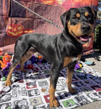 Rottweiler and Doberman Pinscher Dogs Available for Adoption in Dana Point, California - Chongers | PetCurious