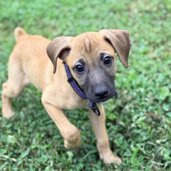 Buoy -  Terrier Dog for Adoption in Columbia, Maryland - Buoy | PetCurious