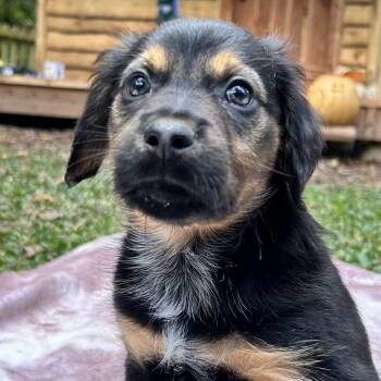 Apollo -  Labrador Retriever Dog for Adoption in Richmond, Virginia - Apollo | PetCurious