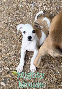 Boxer Dogs Available for Adoption in Semmes, Alabama - Mighty Mouse | PetCurious