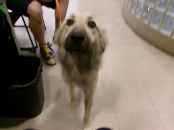 NOODLE -  Anatolian Shepherd and Mixed Breed Dog for Adoption - NOODLE | PetCurious