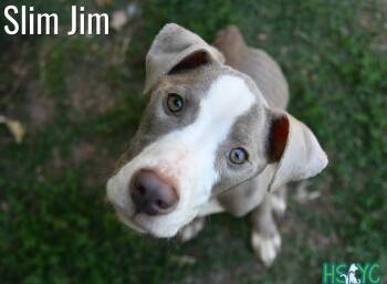 Murphy -  Terrier Dog for Adoption in Fort Mill, South Carolina - Murphy | PetCurious