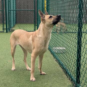 Rescue Mixed Breed Dogs for Adoption in Loxahatchee Groves, Florida - Shrimpy | PetCurious