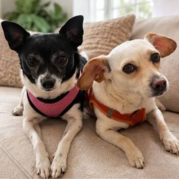 Dachshund and Chihuahua Dogs Available for Adoption in San Diego, California - PALOMA | PetCurious