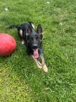 Shepherd Dogs Available for Adoption in Front Royal, Virginia - Rocco | PetCurious