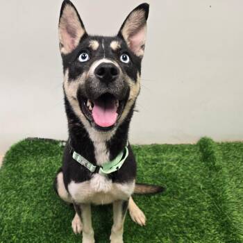 Husky and Mixed Breed Dogs Available for Adoption in Columbia, Missouri - Denali | PetCurious