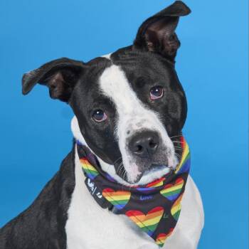 Rescue Mixed Breed Dogs for Adoption in Pittsburgh, Pennsylvania - MooMoo | PetCurious