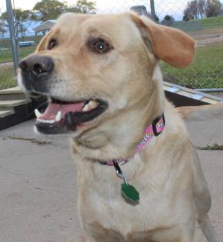 Rescue Labrador Retriever Dogs for Adoption in Huron, South Dakota - Banjo | PetCurious