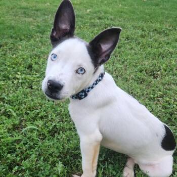 Clayton -  Mixed Breed Dog for Adoption in Houston, Texas - Clayton | PetCurious