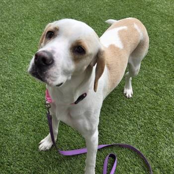 Mixed Breed Dogs Available for Adoption in Bedford, New Hampshire - Luna | PetCurious
