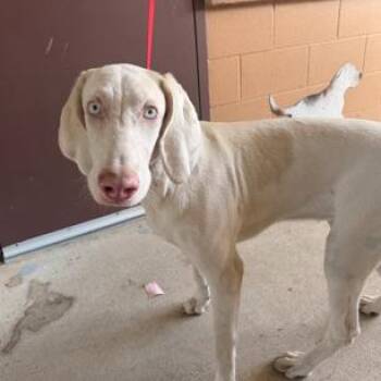 Chanel -  Mixed Breed Dog for Adoption in Springboro, Ohio - Chanel | PetCurious