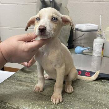 Mixed Breed Dogs Available for Adoption in Wantagh, New York - Daisy | PetCurious